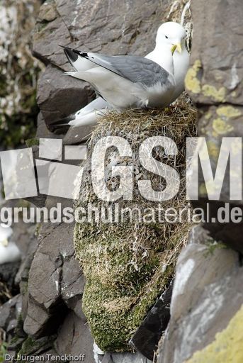 Dreizehenmöve (9 von 10).jpg